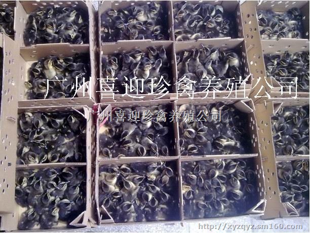 重庆万州区绿头野鸭种苗批发价格、涪陵区绿头野鸭