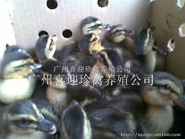 万盛区绿头野鸭种苗批发价格、双桥区绿头野鸭种苗批发