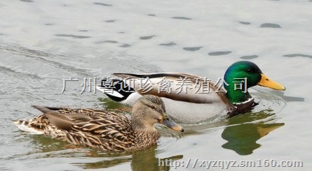 万盛区绿头野鸭种苗批发价格、双桥区绿头野鸭种苗批发