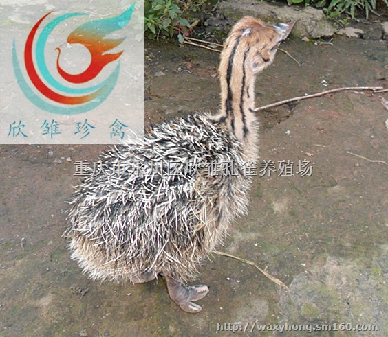 重庆鸵鸟养殖场,重庆鸵鸟苗,重庆鸵鸟苗价格,
