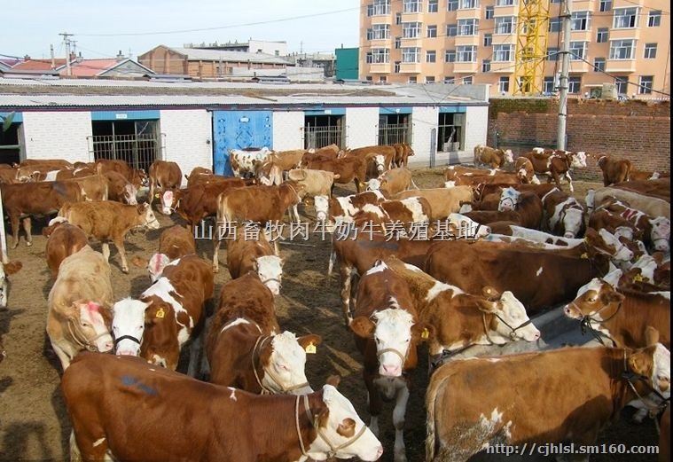 西门塔尔小牛犊价格