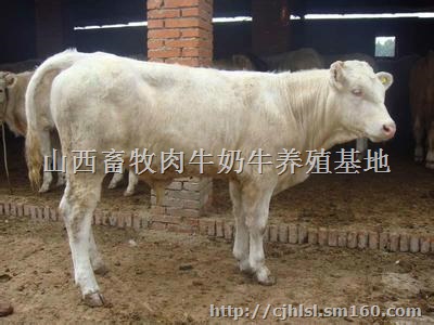 西门塔尔小牛犊价格