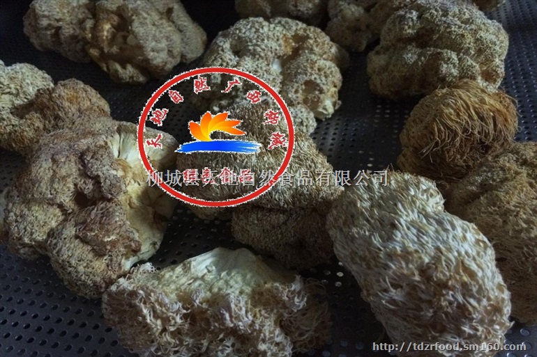 脱水猴头菇、猴头菇粉