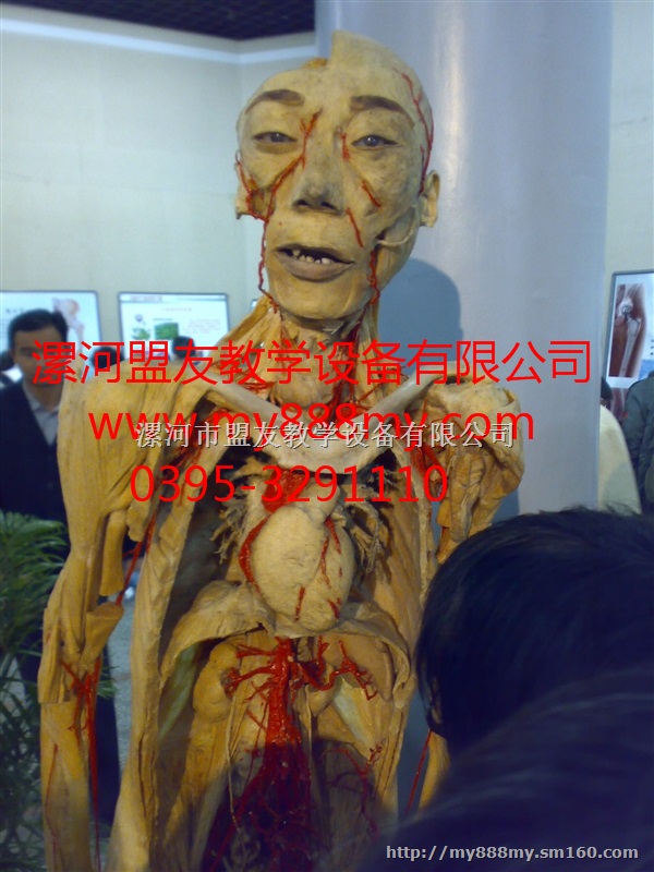 塑化标本供应-图为绘画的人塑化标本