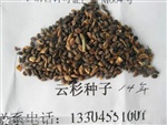 供应种子.云杉.落叶松. 樟子松.糖槭.卫予.紫椴