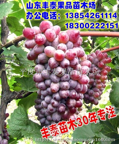 葡萄苗,山东葡萄苗,葡萄苗价格