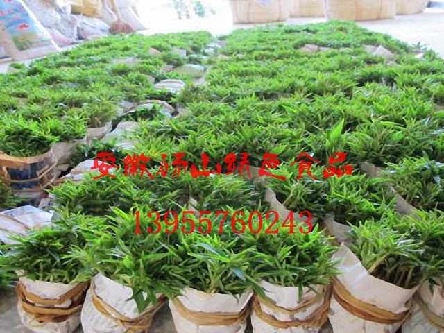 大量供应毛桃苗毛桃芽