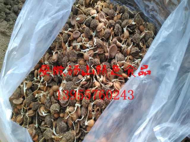 大量供应毛桃苗毛桃芽