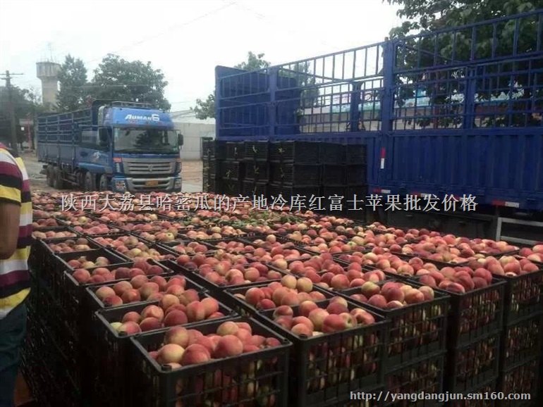 郑二毛桃价格,陕西郑二毛桃基地,郑二毛桃产地