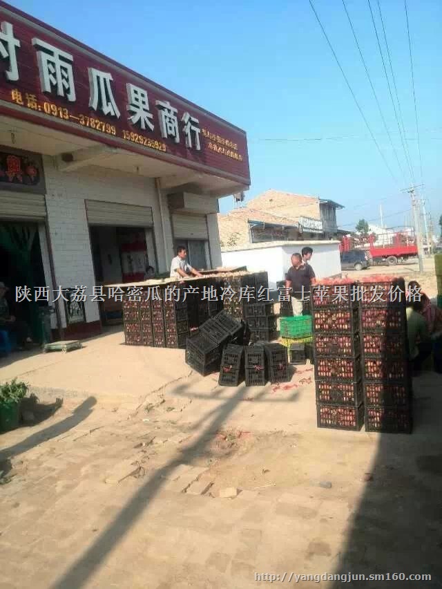 郑二毛桃价格,陕西郑二毛桃基地,郑二毛桃产地