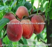 郑二毛桃价格，陕西郑二毛桃基地，郑二毛桃产地