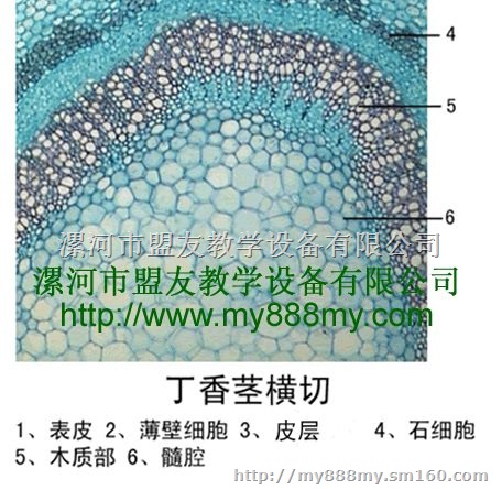 专业生产销售显微切片-图为卷柏茎横切