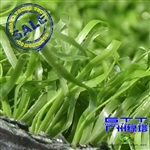 人造草坪LTMQPPE15