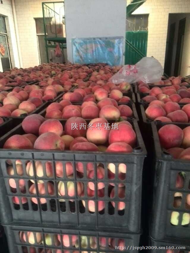 陕西突围毛桃价格陕西毛桃批发价格陕西郑三毛桃价格