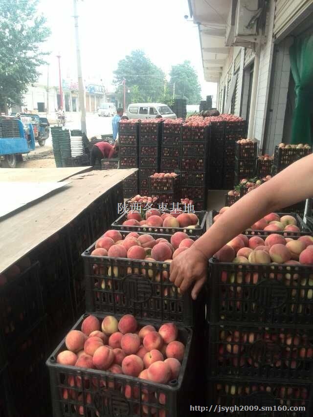 陕西突围毛桃价格陕西毛桃批发价格陕西郑三毛桃价格