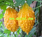 甜心果种子金玲子种子