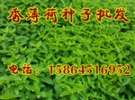 薄荷种苗大量批发