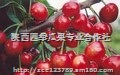 :陕西樱桃/陕西黑珍珠樱桃价格/陕西大樱桃种植