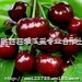 :陕西樱桃/陕西黑珍珠樱桃价格/陕西大樱桃种植
