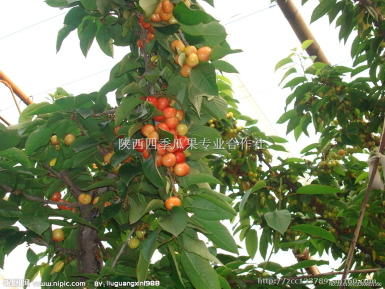 :陕西樱桃/陕西黑珍珠樱桃价格/陕西大樱桃种植