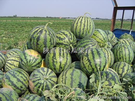 陕西花皮西瓜产地价格花皮西瓜订购价格花皮西瓜基地