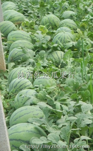 陕西花皮西瓜产地价格花皮西瓜订购价格花皮西瓜基地