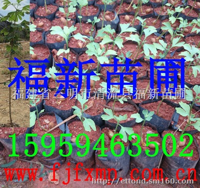 银杏树苗 银杏树袋苗 白果树苗 银杏种子