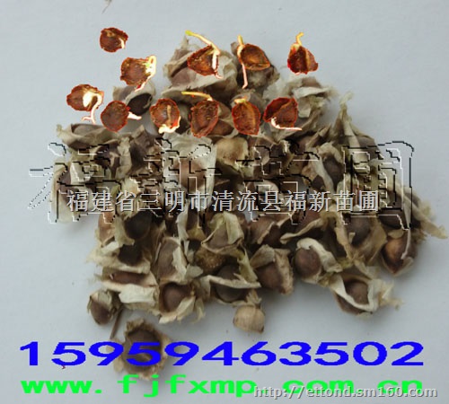 辣木苗 辣木种子 辣木树苗 辣木营养价值