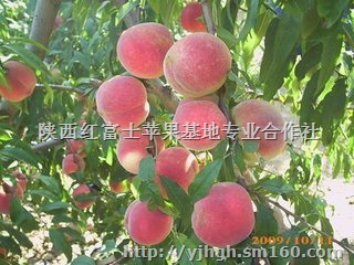 突围毛桃价格陕西毛桃基地桃子产地桃子价格