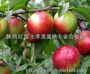 突围毛桃价格陕西毛桃基地桃子产地桃子价格