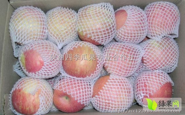 陕西嘎啦苹果价格/大荔县苹果基地上市行情价格