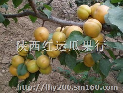 供应陕西大荔县凯特杏 凯特杏批发
