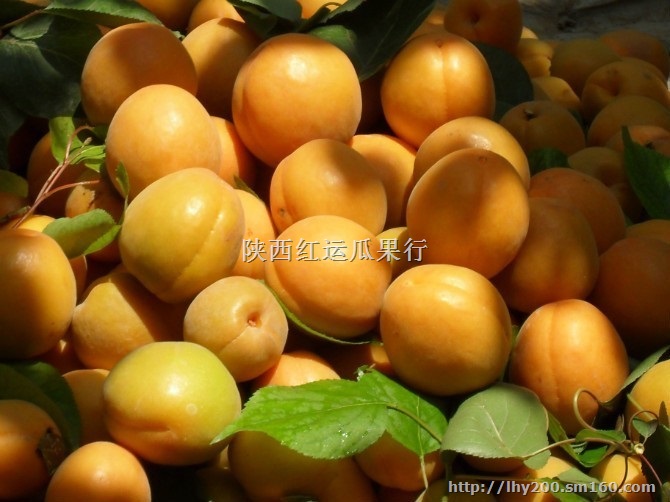 供应陕西大荔县凯特杏 凯特杏批发