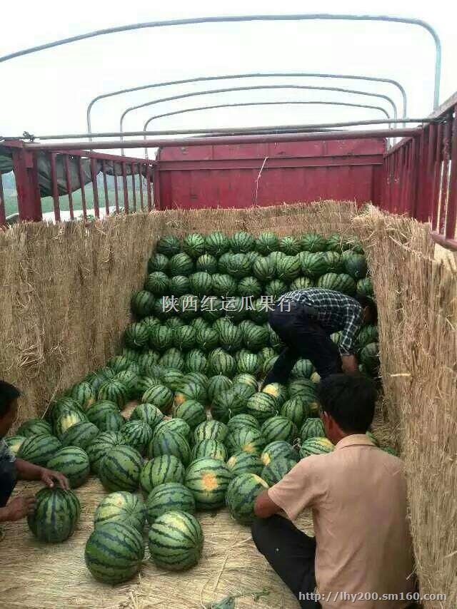 供应陕西大荔县西瓜 西瓜基地 京欣西瓜出售价格