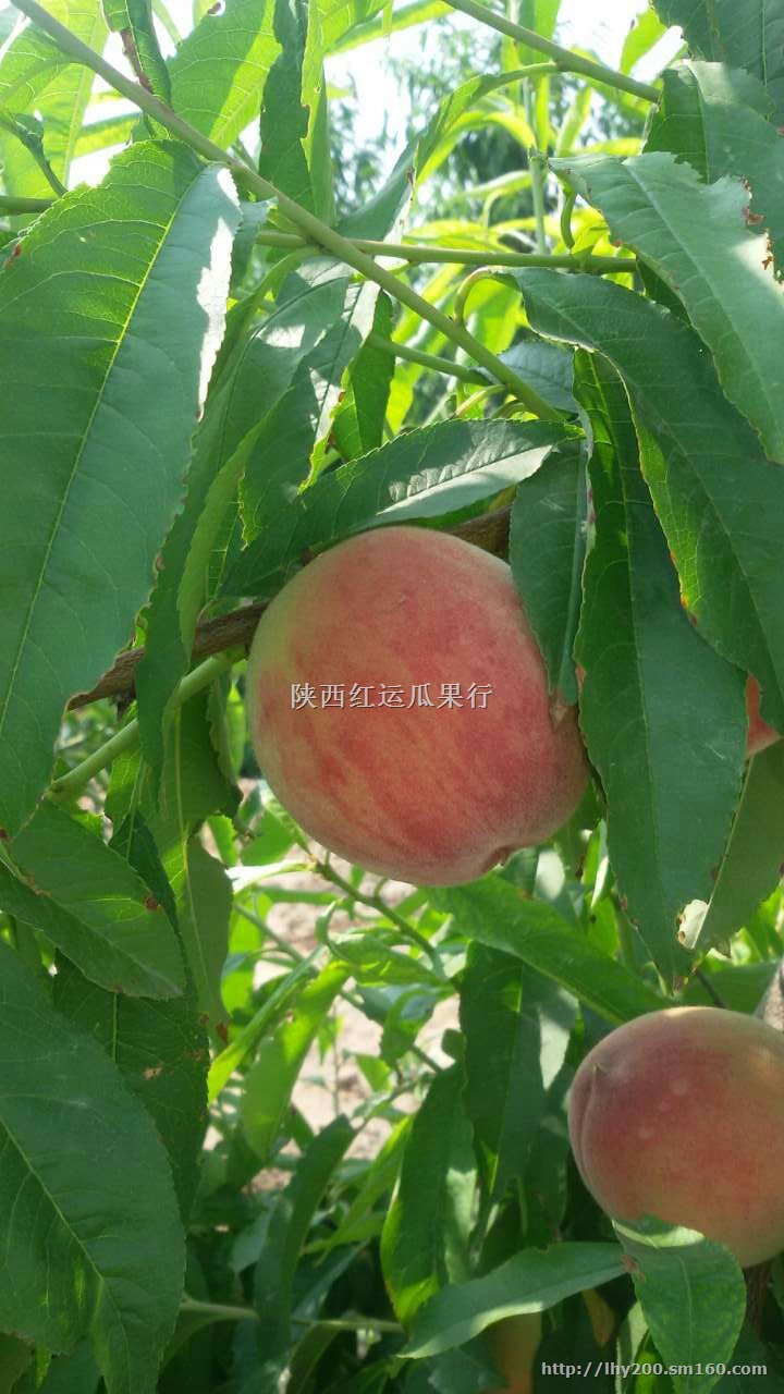 供应陕西毛桃 毛桃价格