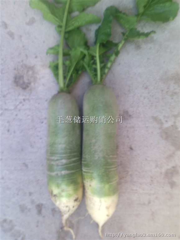 供应代购青萝卜