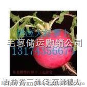 供应代购青萝卜