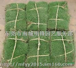 供应草皮 东莞草坪 马尼拉草 台湾草 玉龙草