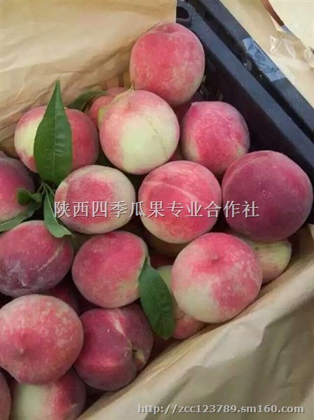 陕西毛桃,早熟毛桃基地,脆甜 耐运输的硬毛桃价格