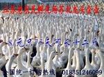 贵州大种鹅苗多少钱一只 江苏老农民孵化场