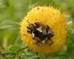 刺梨那个牌子好 野刺梨的功效 豫尚故乡味刺梨的功效