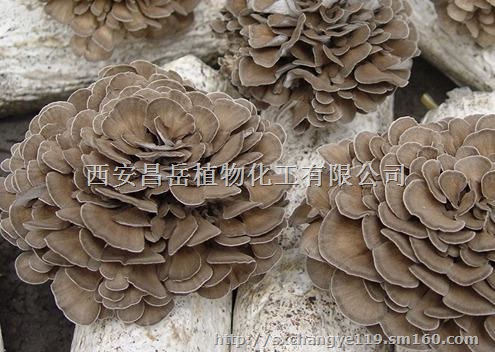 供应30灰树花多糖 灰树花提取物 增强免疫力