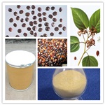 现货供应 解酒护肝优质原料 10:1枳椇子提取物