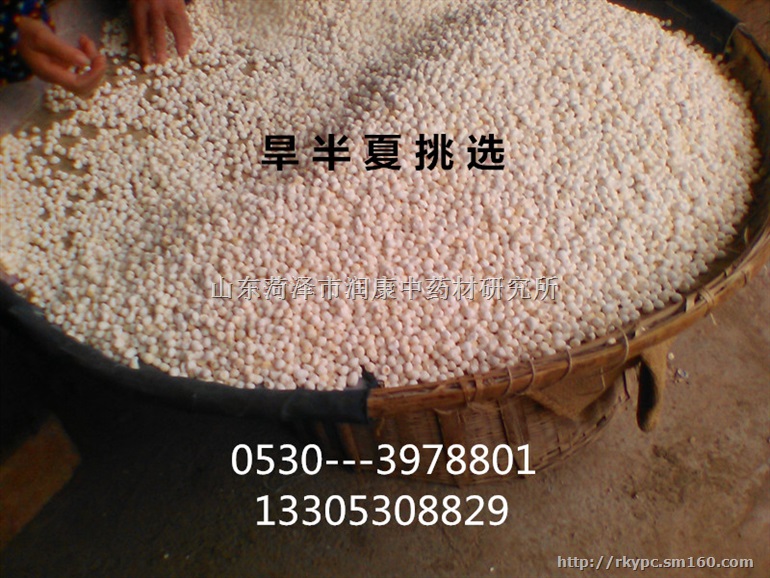 旱半夏（生半夏、姜半夏、法半夏、清半夏）