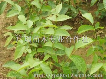 核桃苗价格香玲核桃苗价格核桃树苗价格