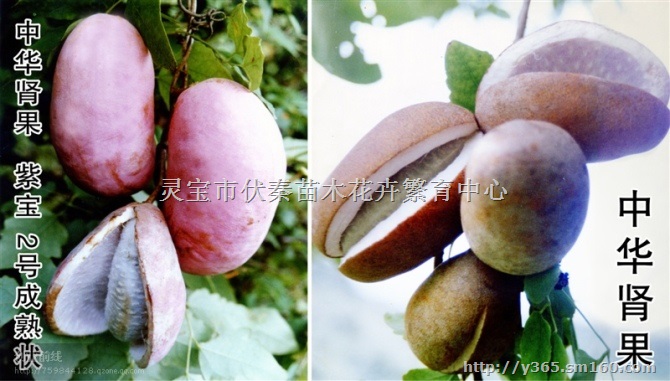 供八月瓜种子800公斤