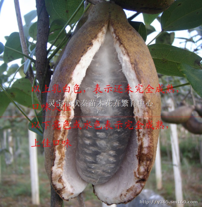 供八月瓜种子800公斤