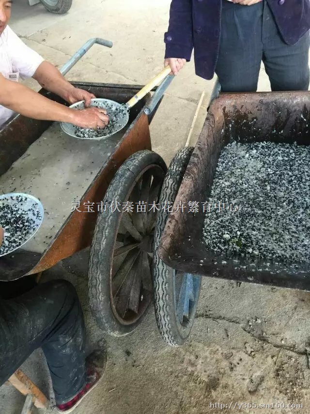 供八月瓜种子800公斤