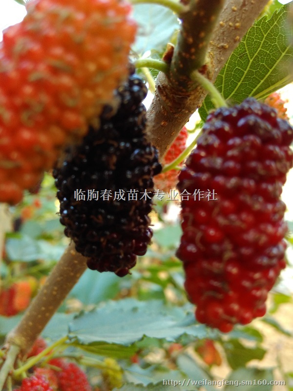 山东果桑苗新品种