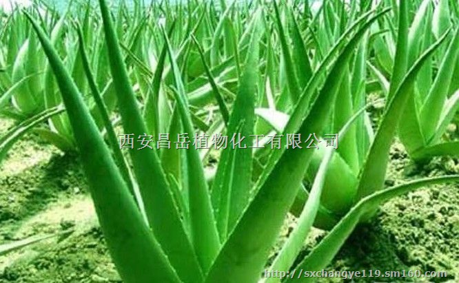 供应20芦荟甙 芦荟提取物 保健品、化妆品原料